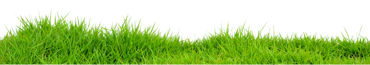 purepng.com-grassgrasstype-of-plantgrasslandgrass-lawn-14115270533531cq8x